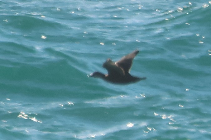 turpan žlutozobý - ML646058576