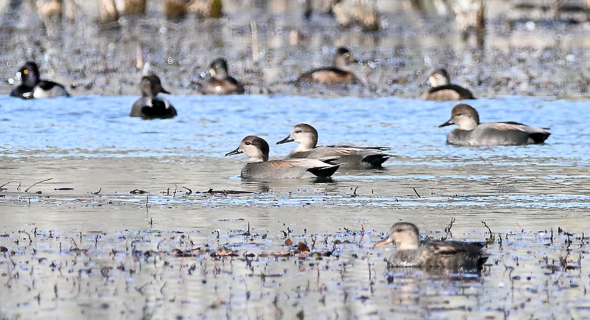 オカヨシガモ - ML646058582