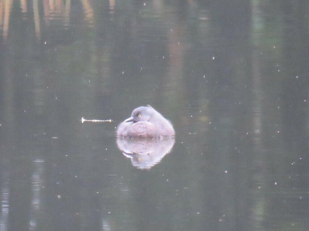 Least Grebe - ML646058584