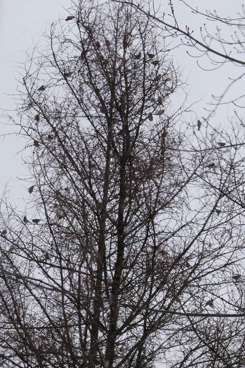 Redpoll - ML646058590