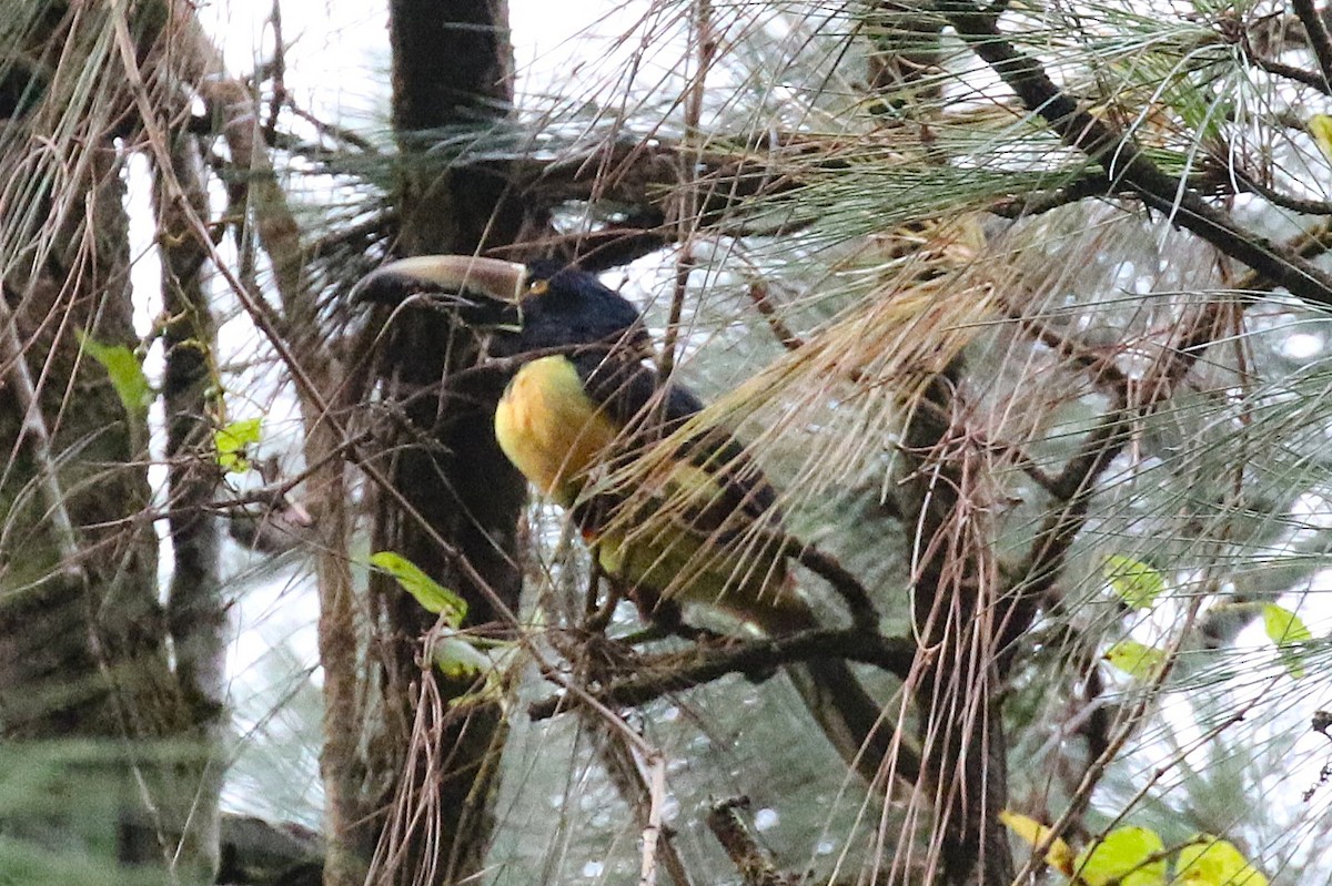 arassari pestrý - ML646058591