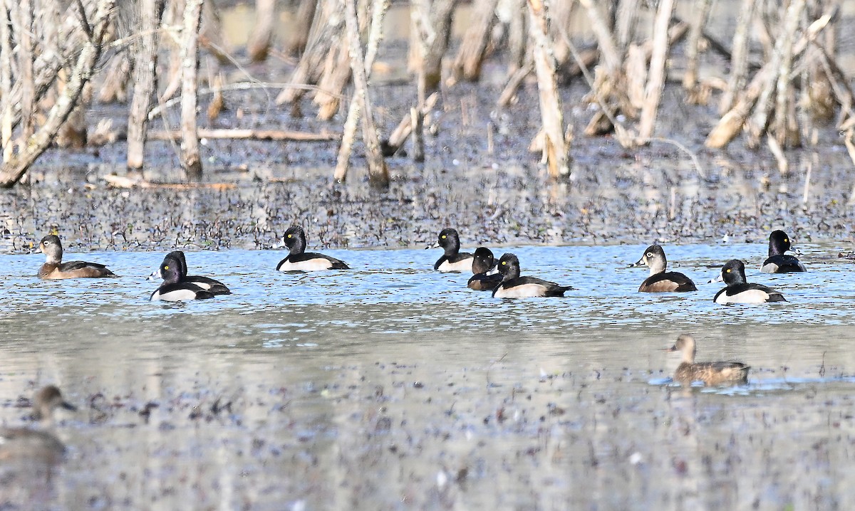Ring-necked Duck - ML646058593