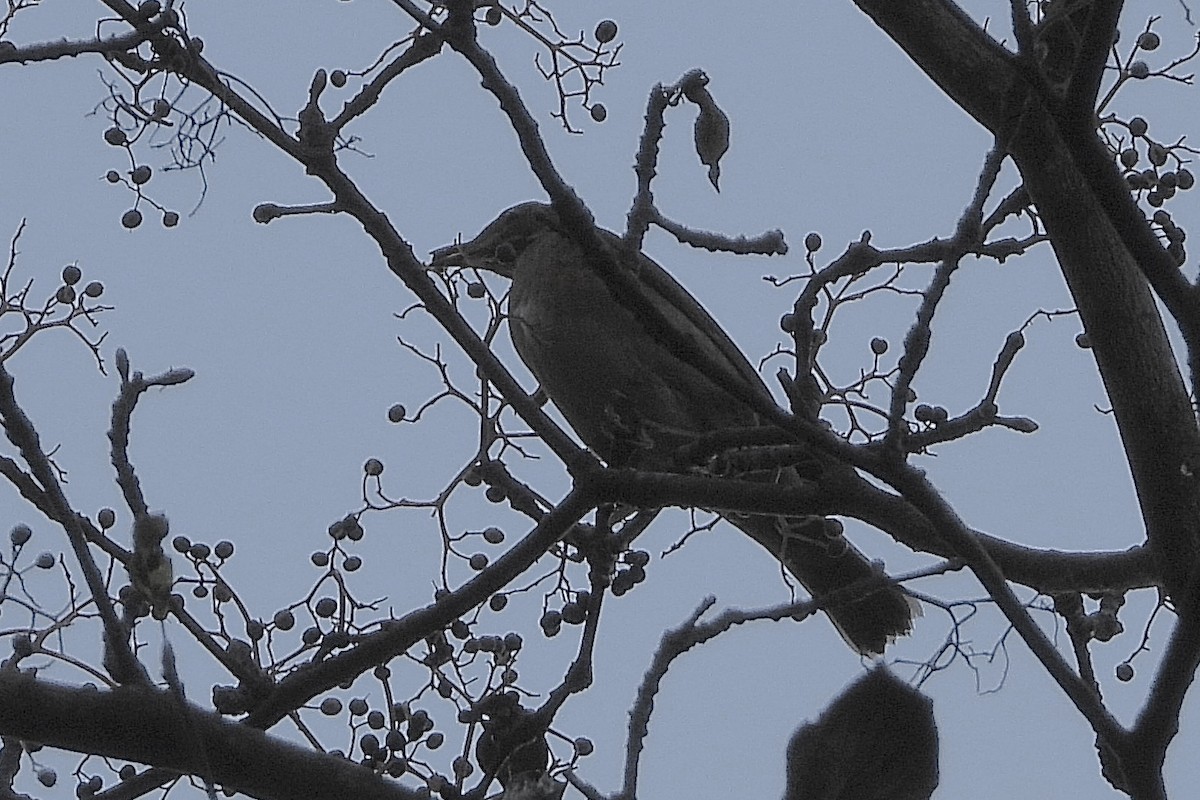 gråstrupetrost - ML646058595