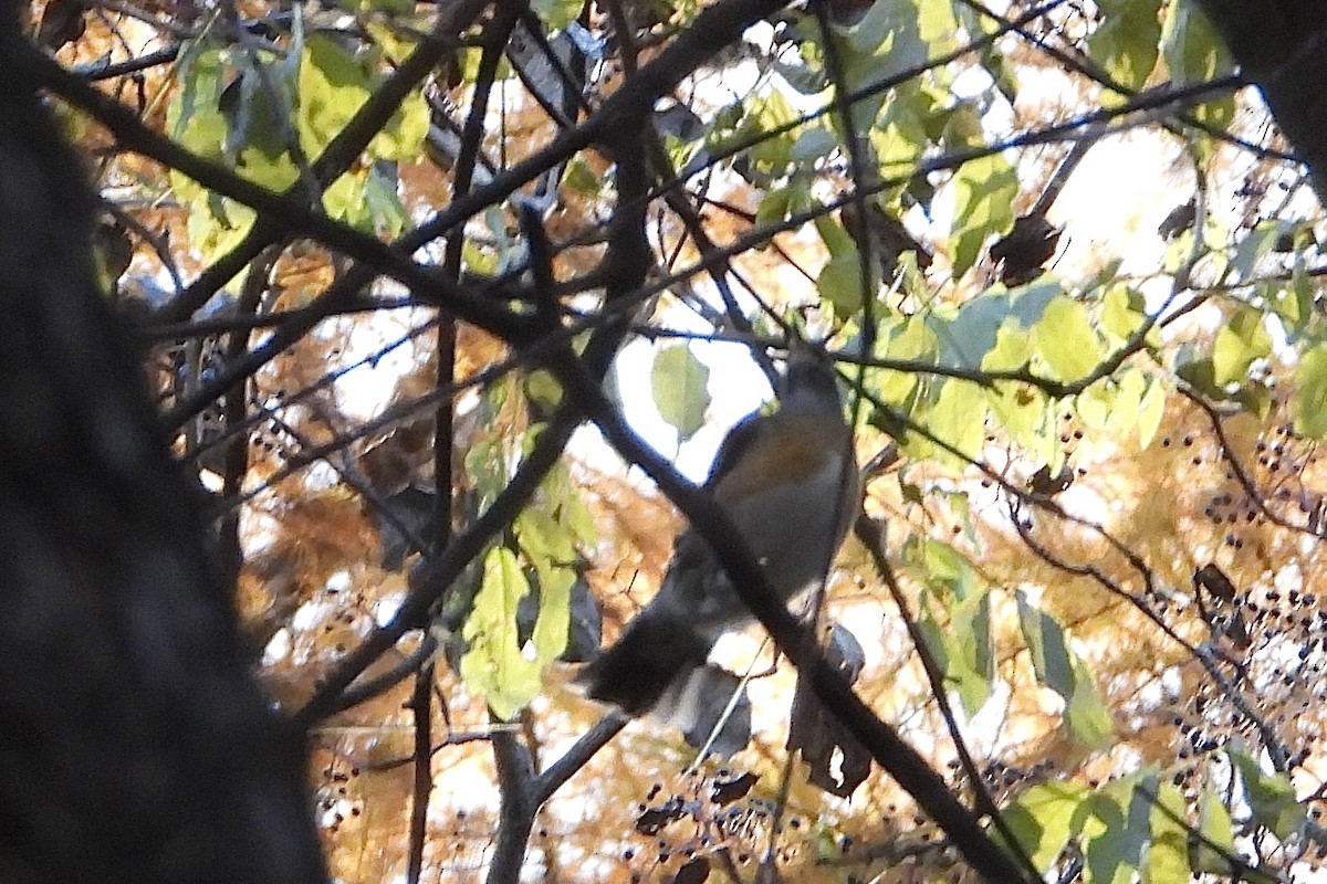 gråstrupetrost - ML646058596