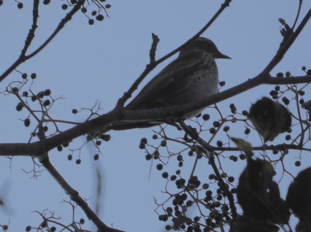 svartflekktrost - ML646058597