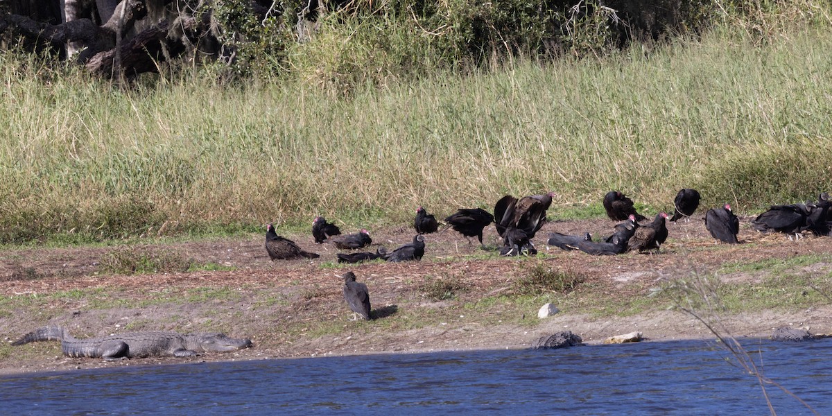 kondor krocanovitý - ML646058598