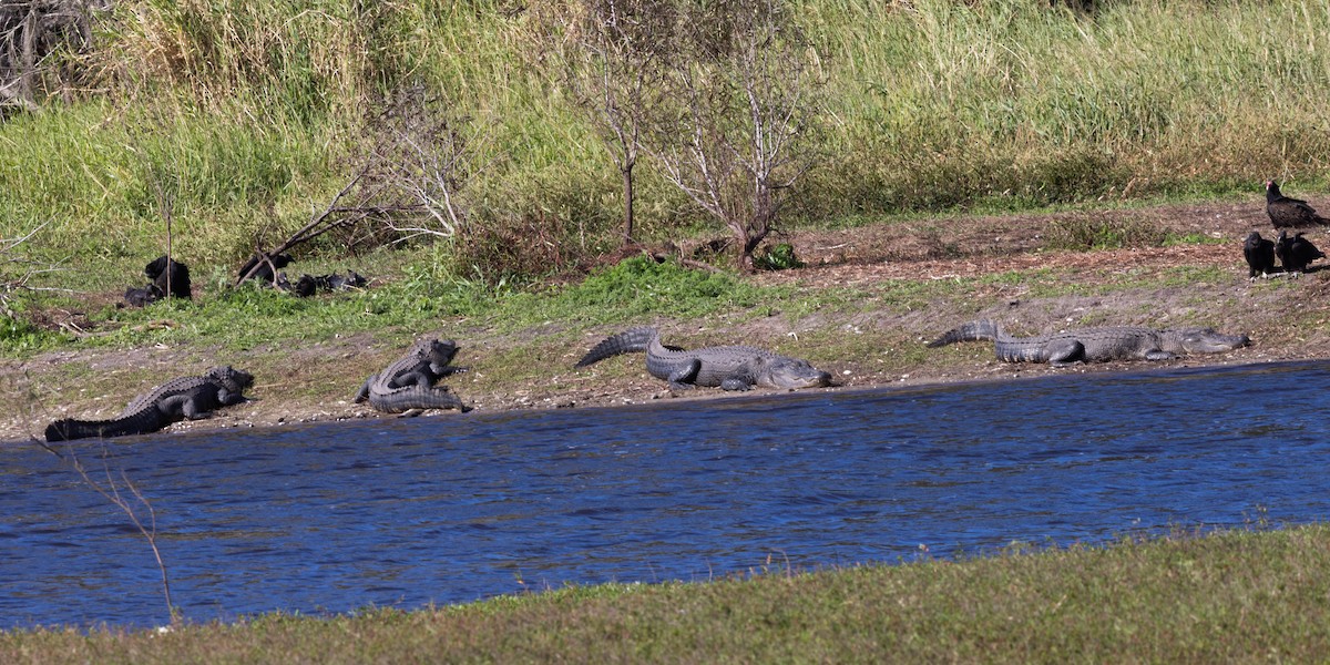 kondor havranovitý - ML646058605