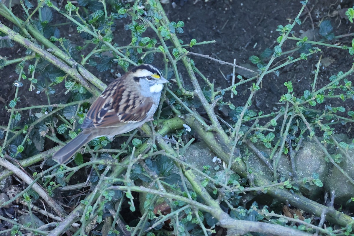White-throated Sparrow - ML646058607