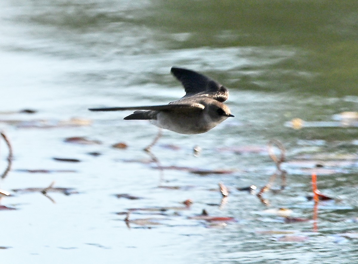 Northern Rough-winged Swallow - ML646058608