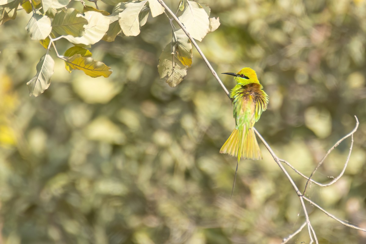 African Green Bee-eater - ML646058614