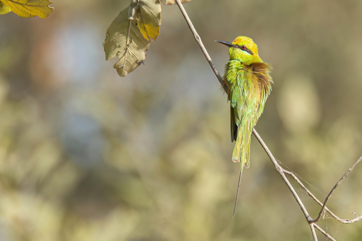 African Green Bee-eater - ML646058615