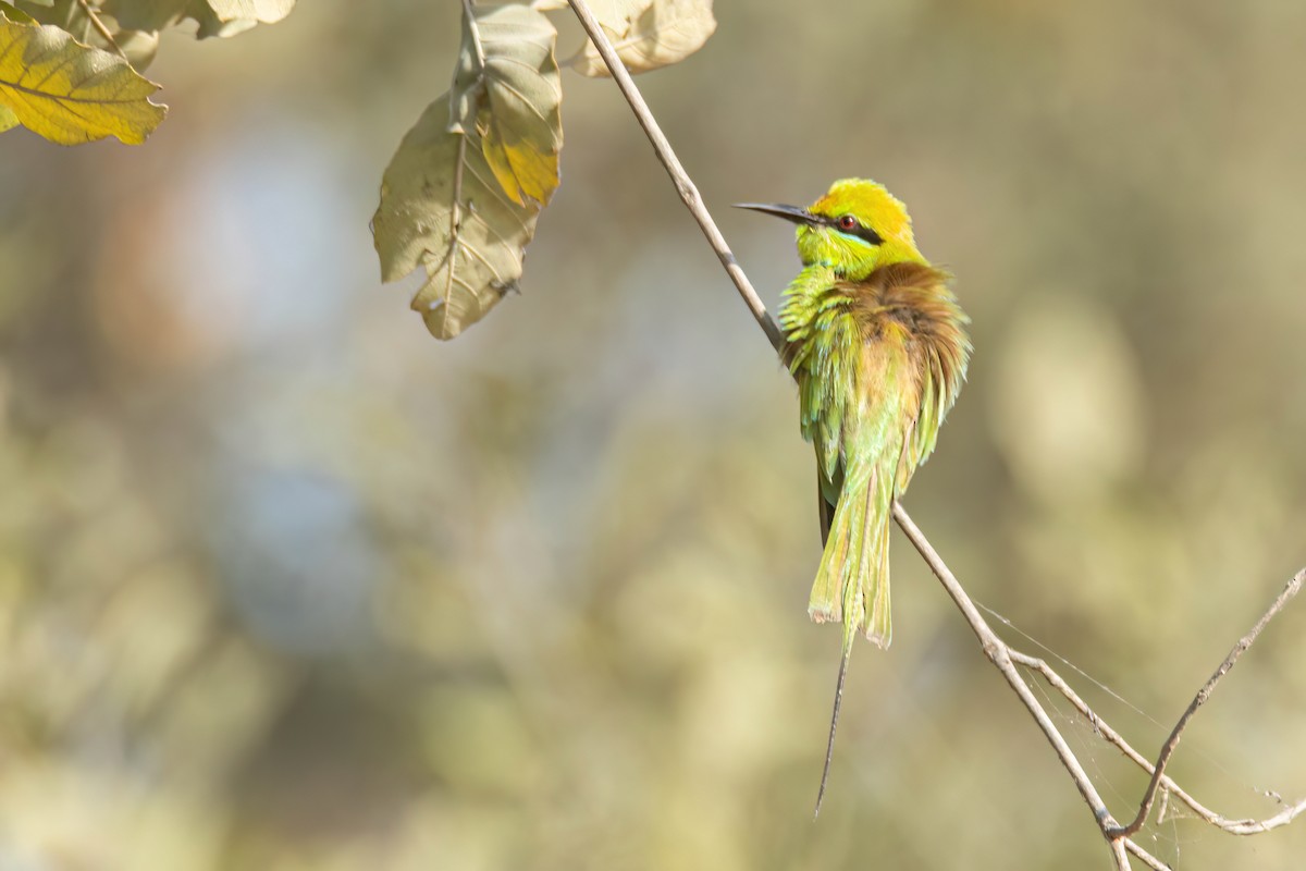 African Green Bee-eater - ML646058616