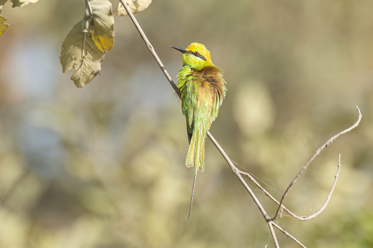 African Green Bee-eater - ML646058617