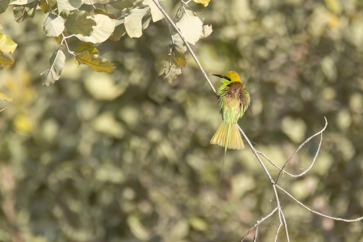 African Green Bee-eater - ML646058618