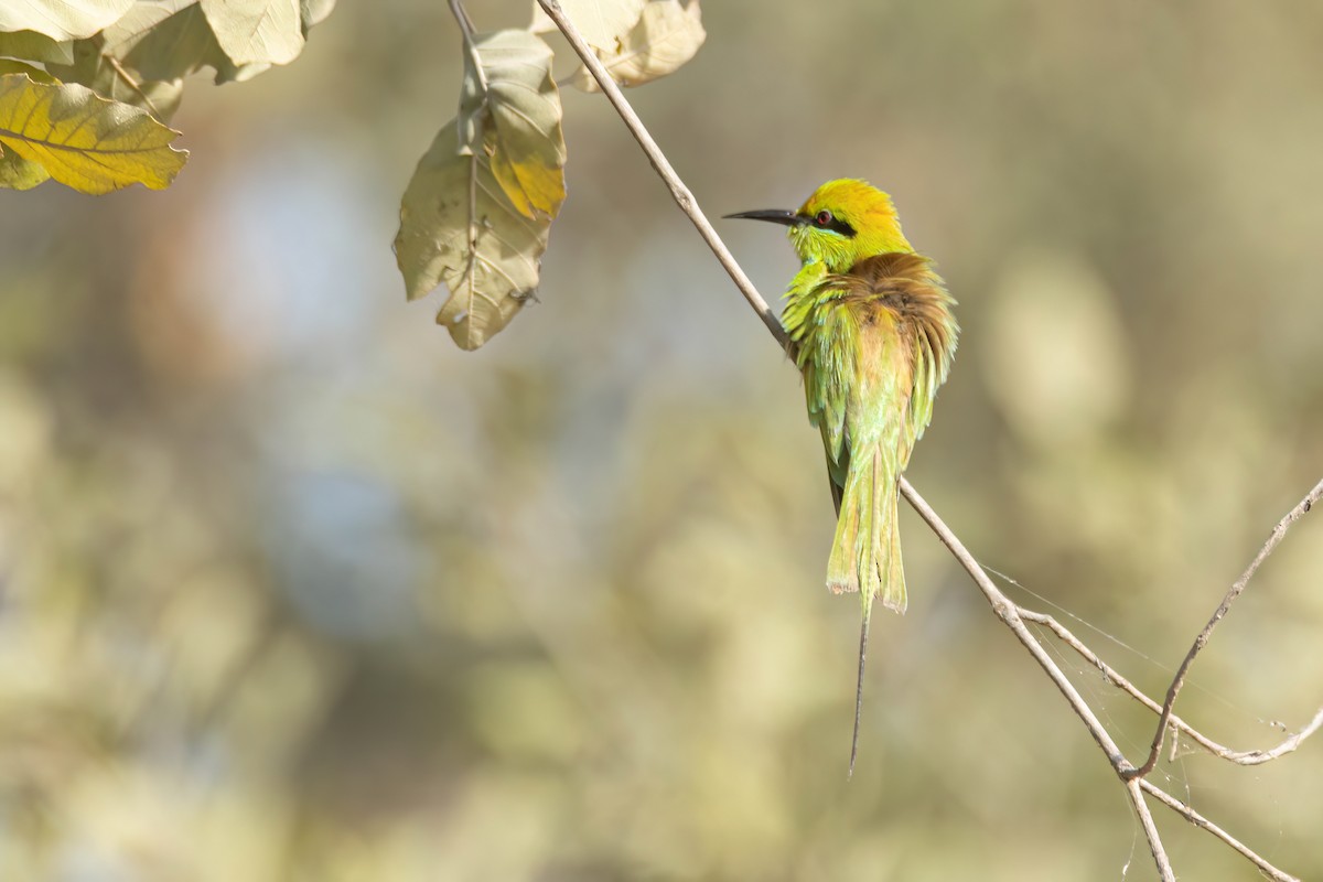 African Green Bee-eater - ML646058619