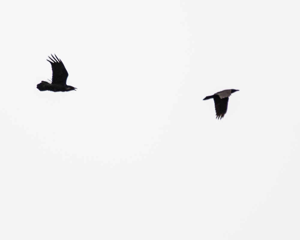 Corvo imperiale - ML646058623