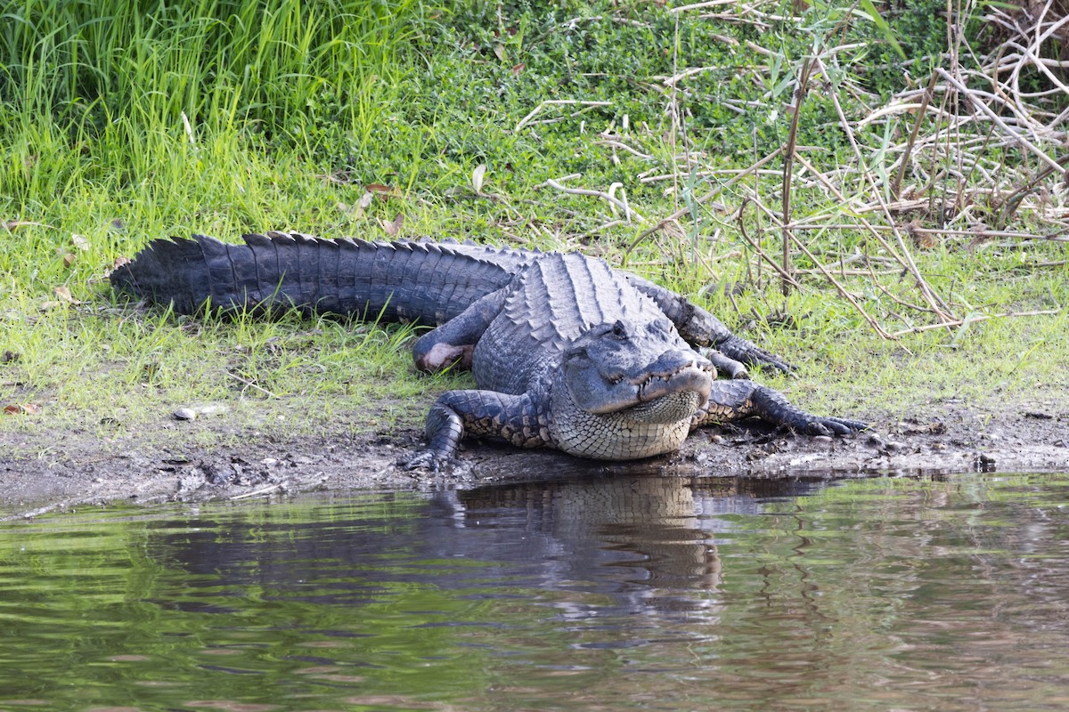 American Alligator - ML646058625