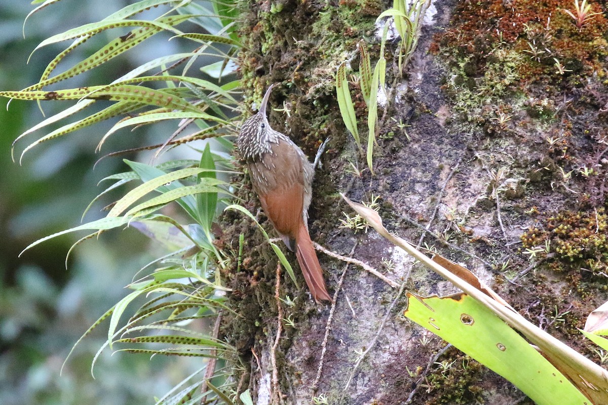Streak-headed Woodcreeper - ML646058627
