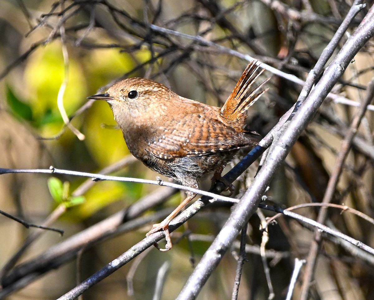 Winter Wren - ML646058628
