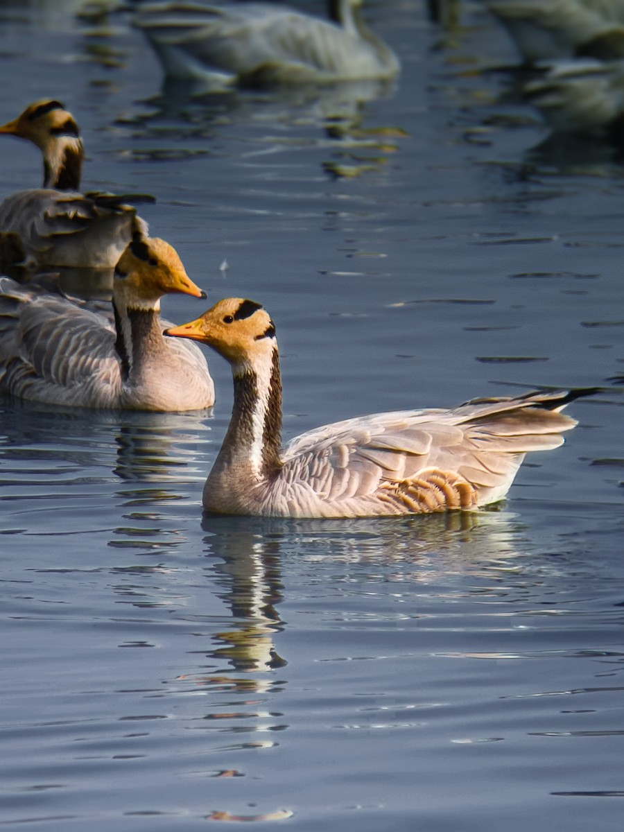 Гуска гірська - ML646058630