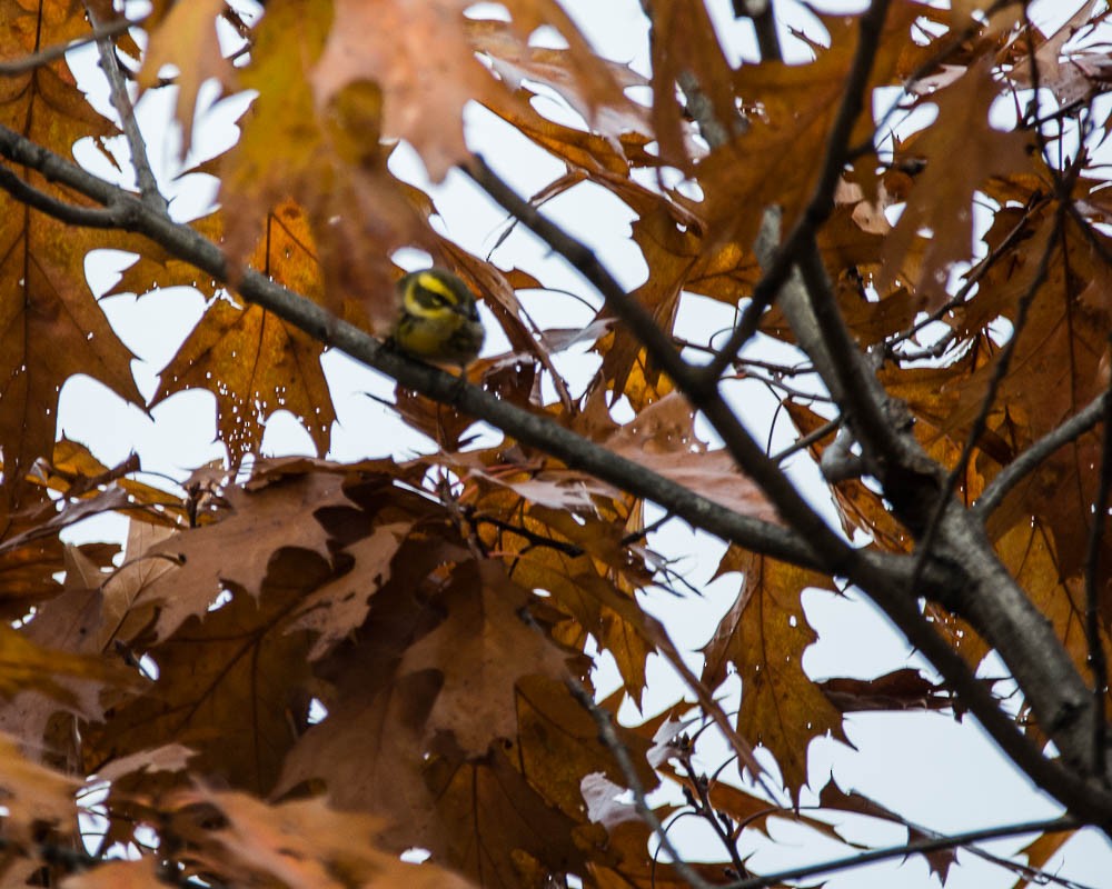 Townsend's Warbler - ML646058633