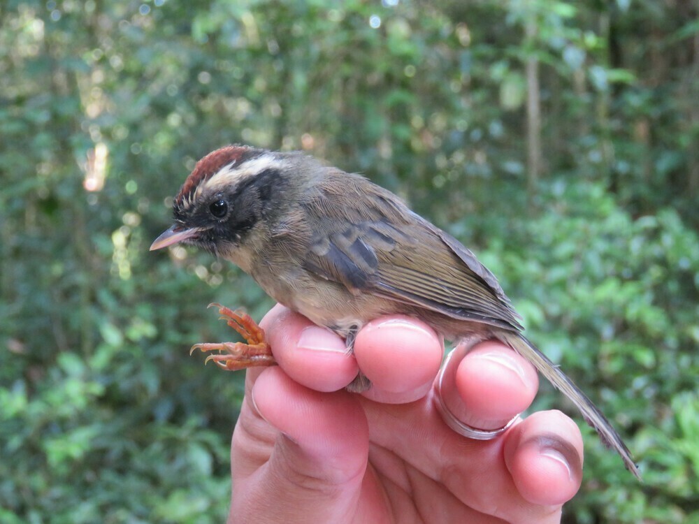 Black-cheeked Warbler - ML646058635