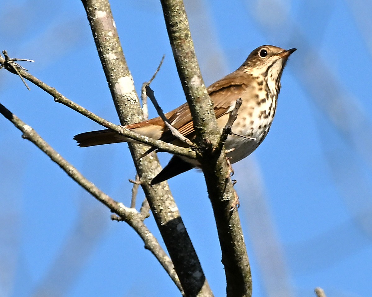 Hermit Thrush - ML646058637
