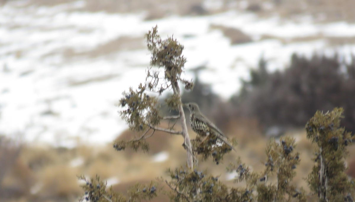 drozd brávník - ML646058638