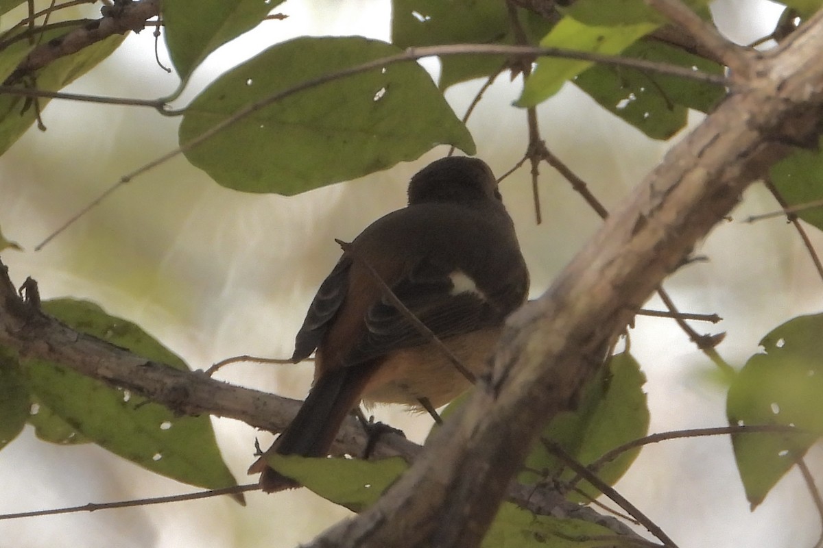 חכלילית סיבירית - ML646058647