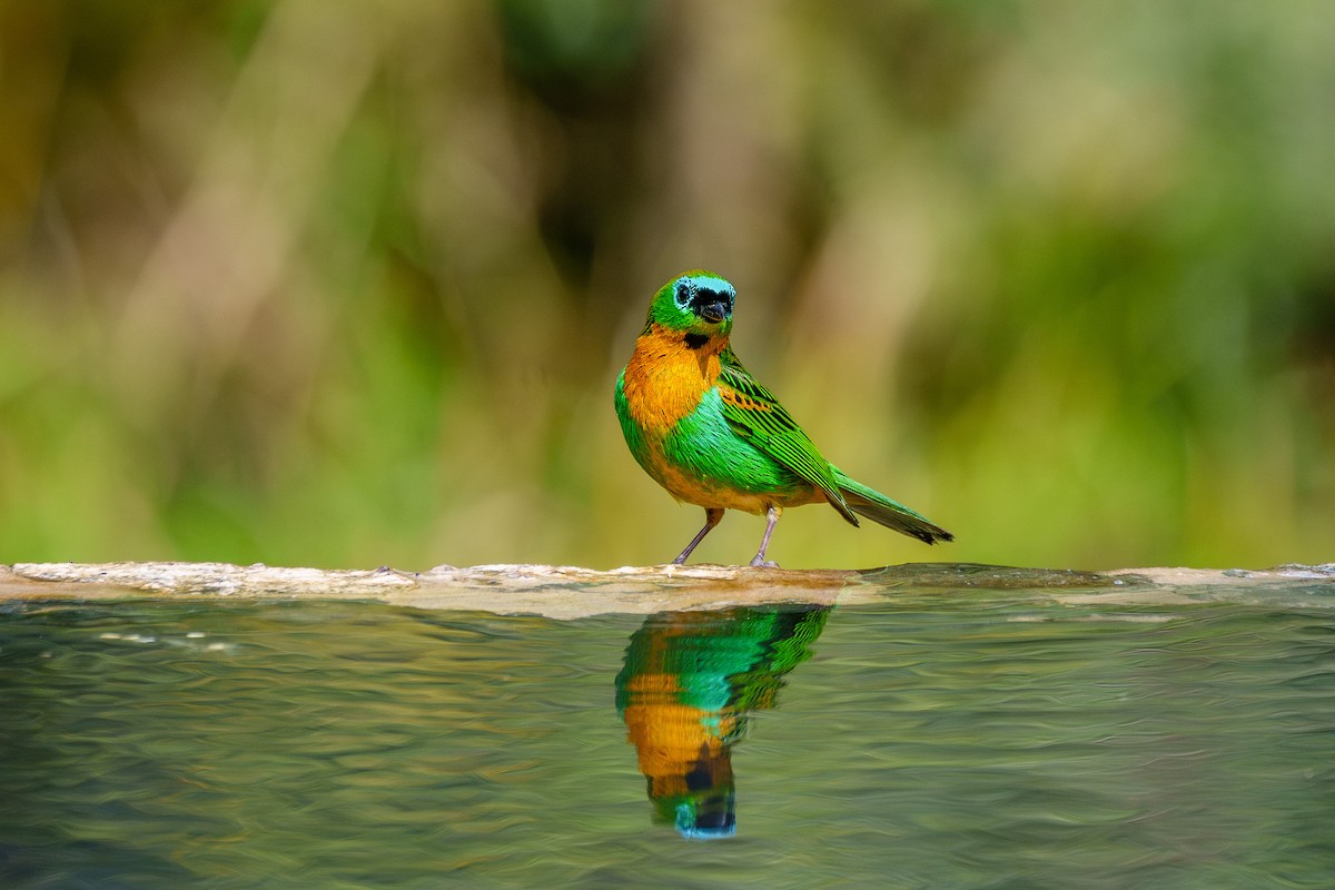 Brassy-breasted Tanager - ML646058668
