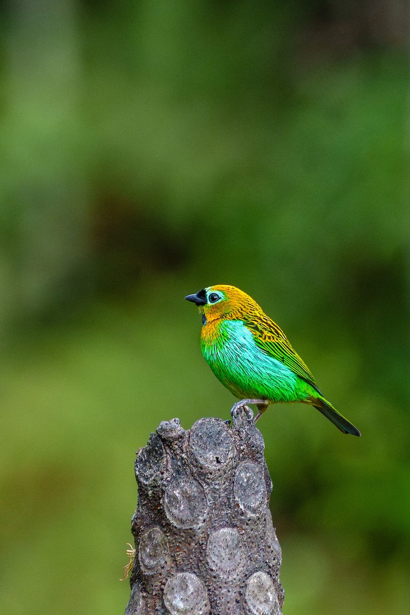 Brassy-breasted Tanager - ML646058669