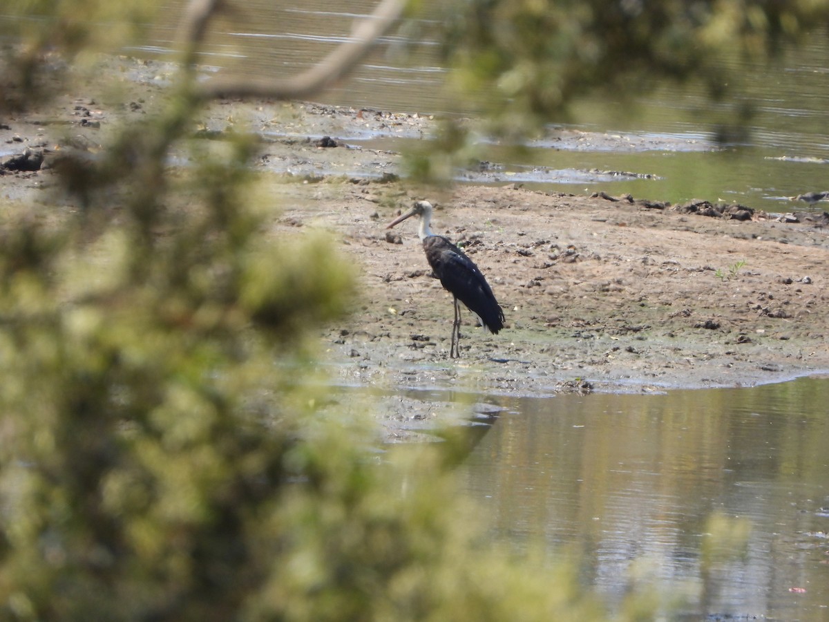 African Woolly-necked Stork - ML646058674