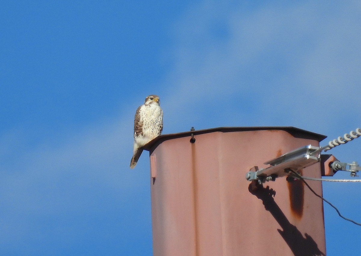 Prairie Falcon - ML646058675