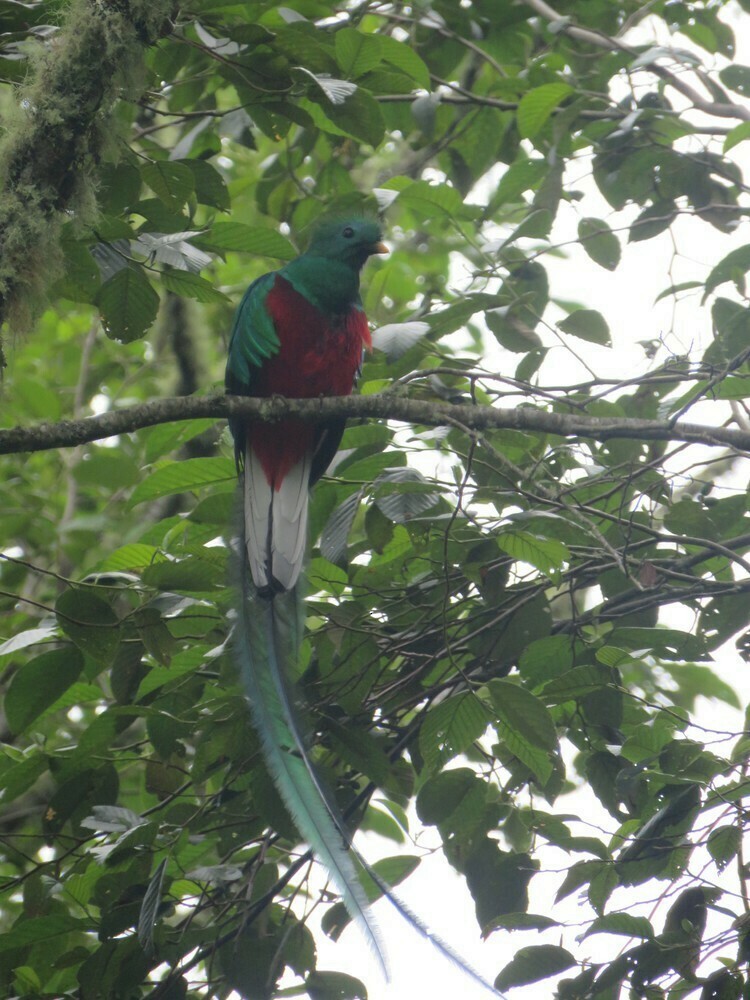 Resplendent Quetzal - ML646058677