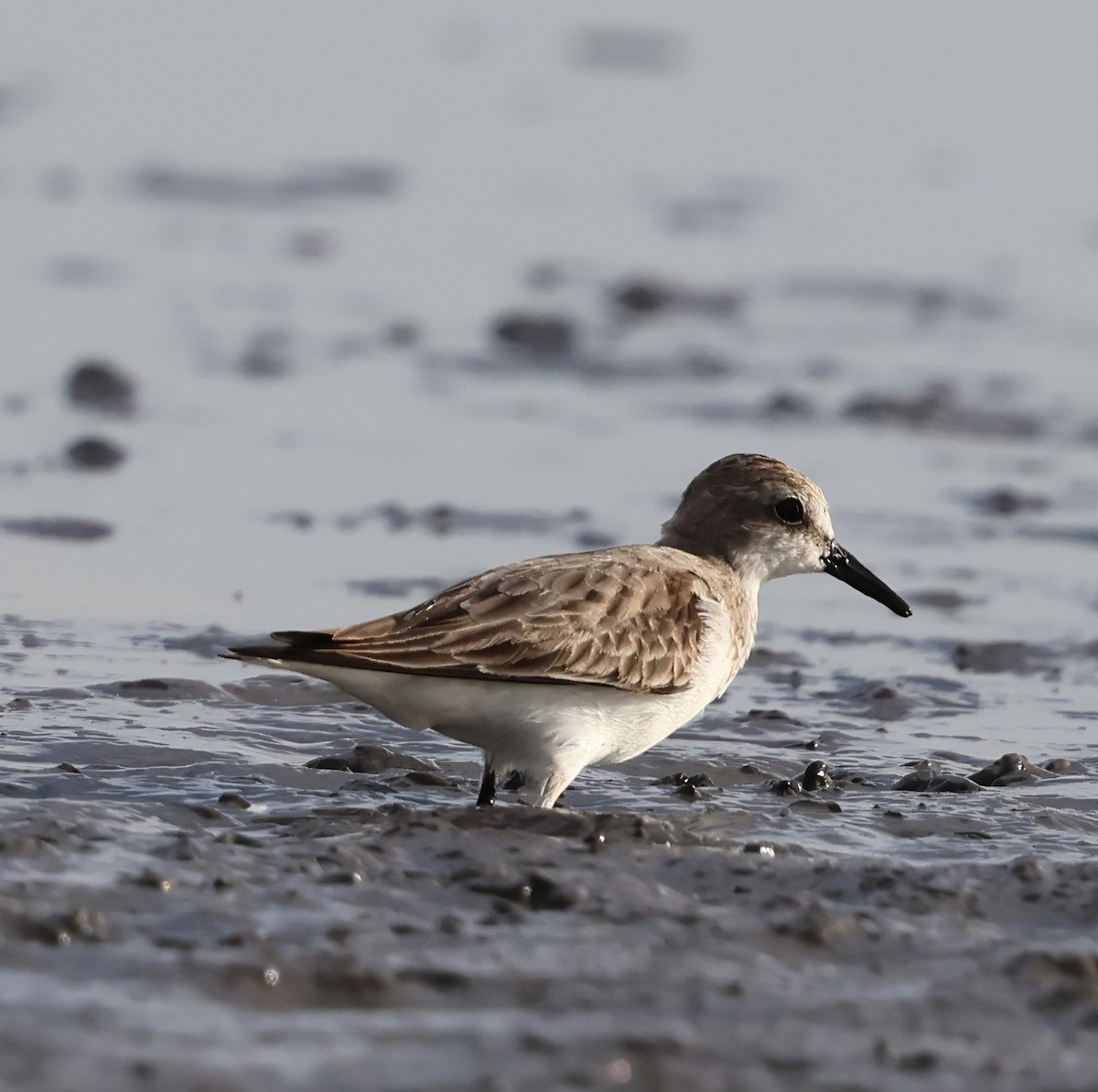 חופית להקנית - ML646058679