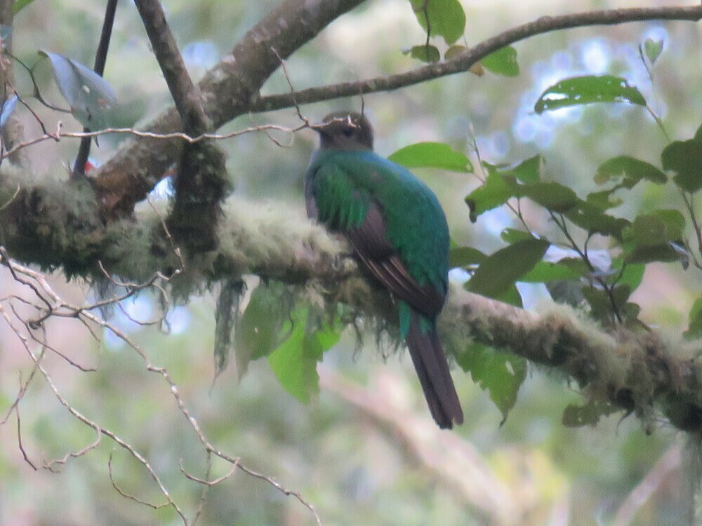 Resplendent Quetzal - ML646058680