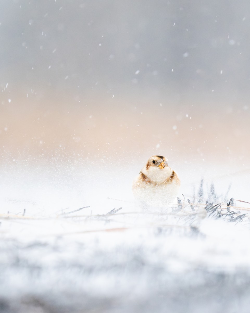 Snow Bunting - ML646058683