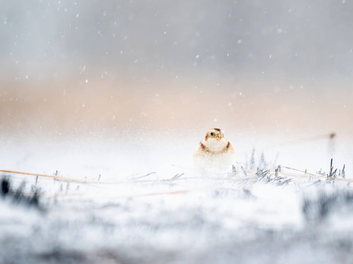 Snow Bunting - ML646058684