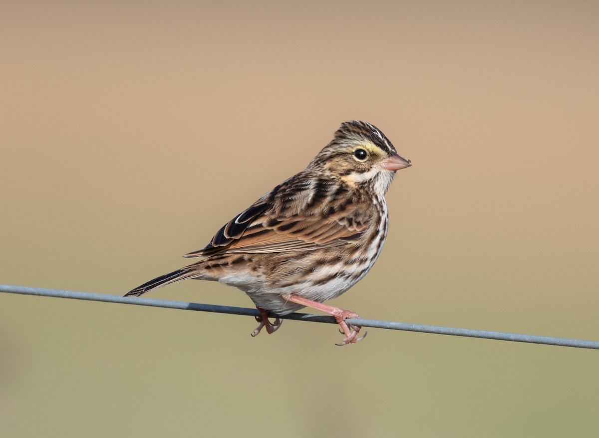 Savannah Sparrow - ML646058686
