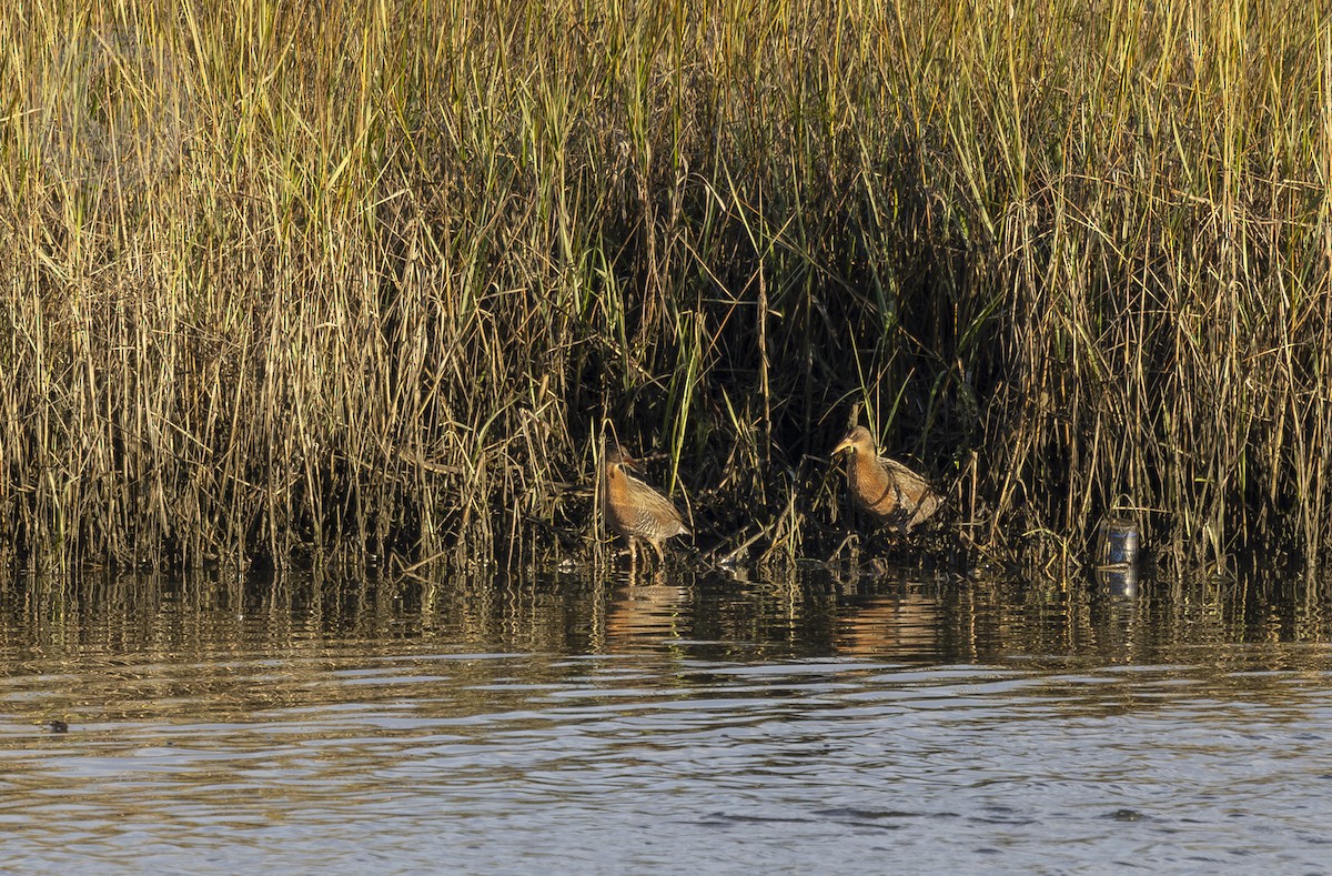 Ridgway's Rail - ML646058692