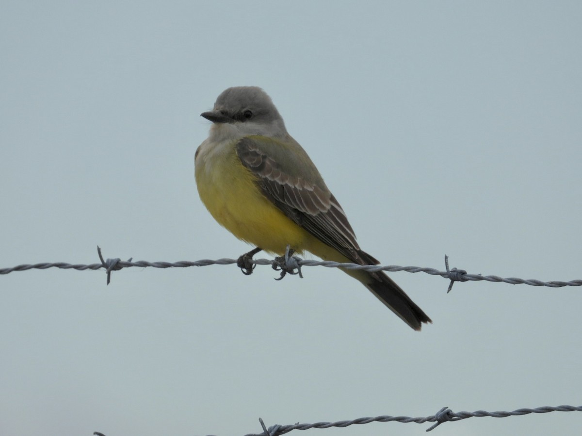Western Kingbird - ML646058696