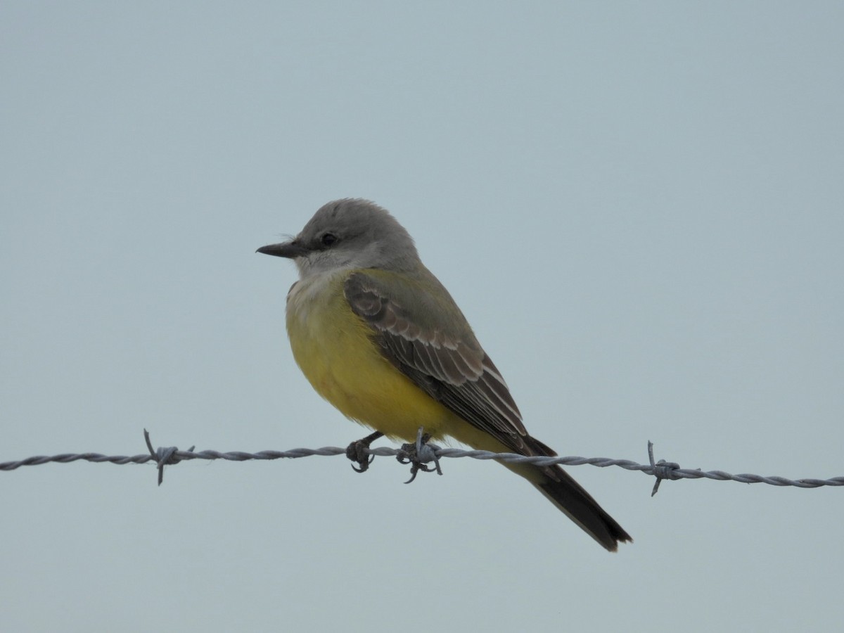Western Kingbird - ML646058697