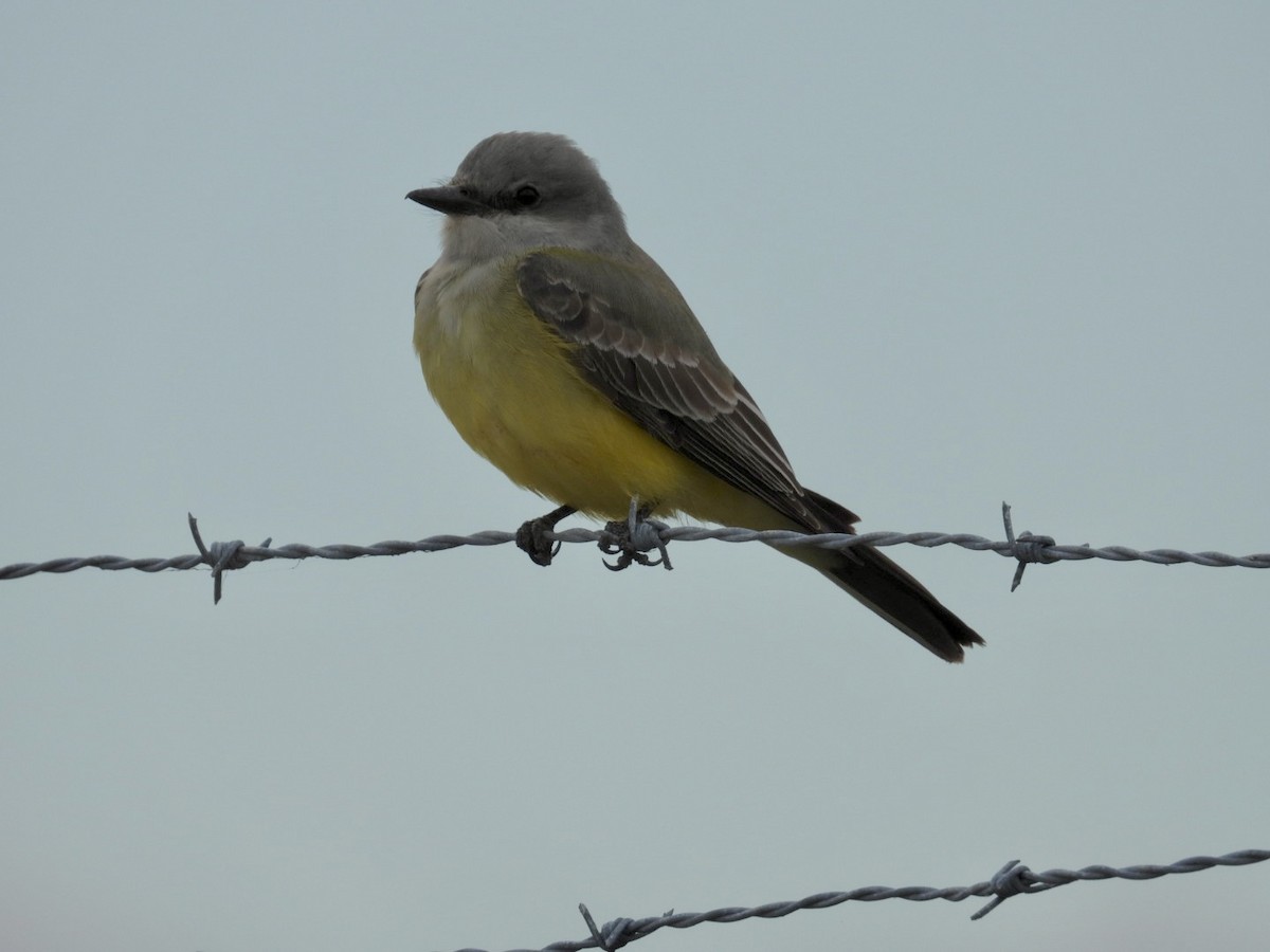 Western Kingbird - ML646058698