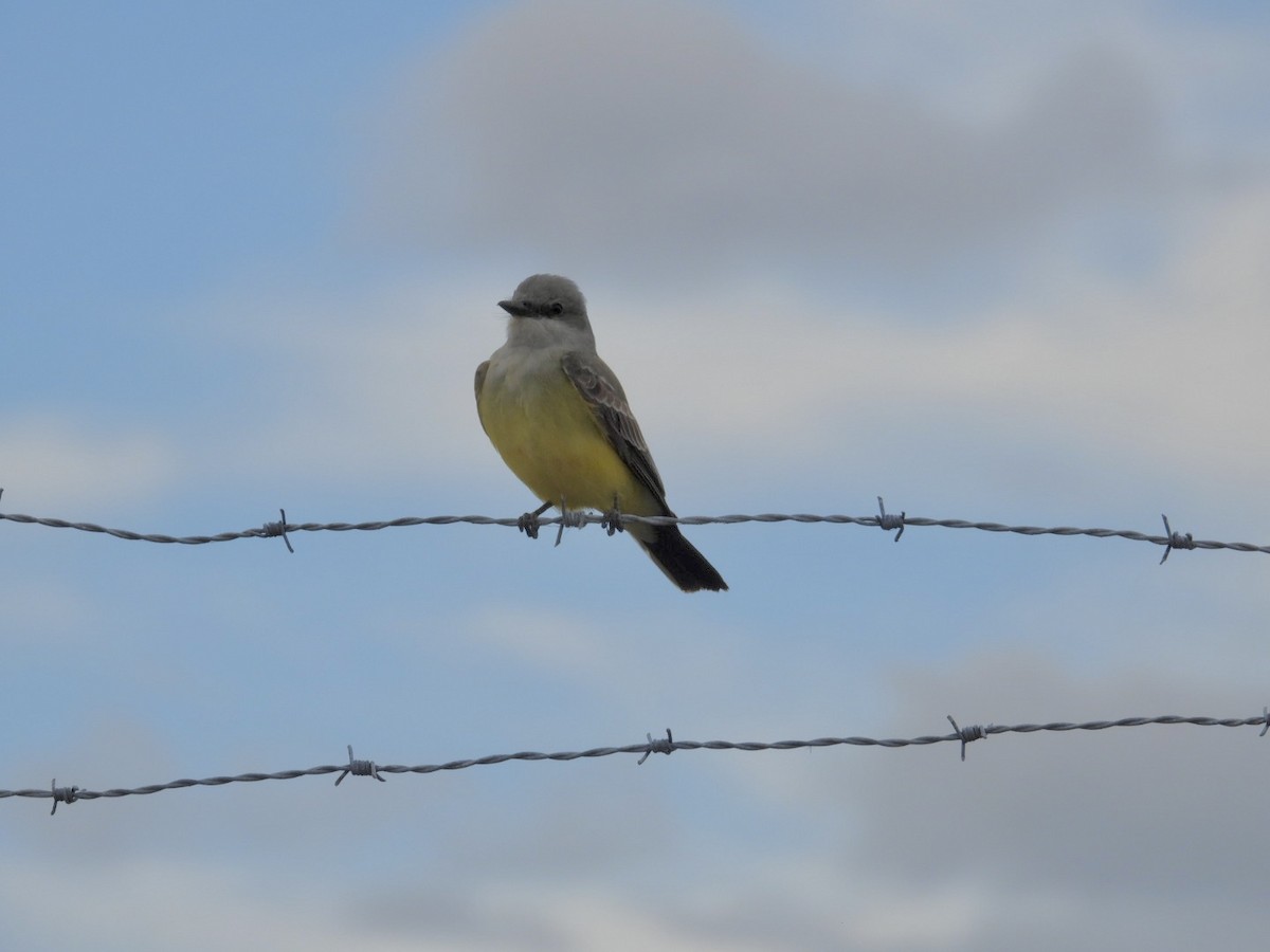 Western Kingbird - ML646058699