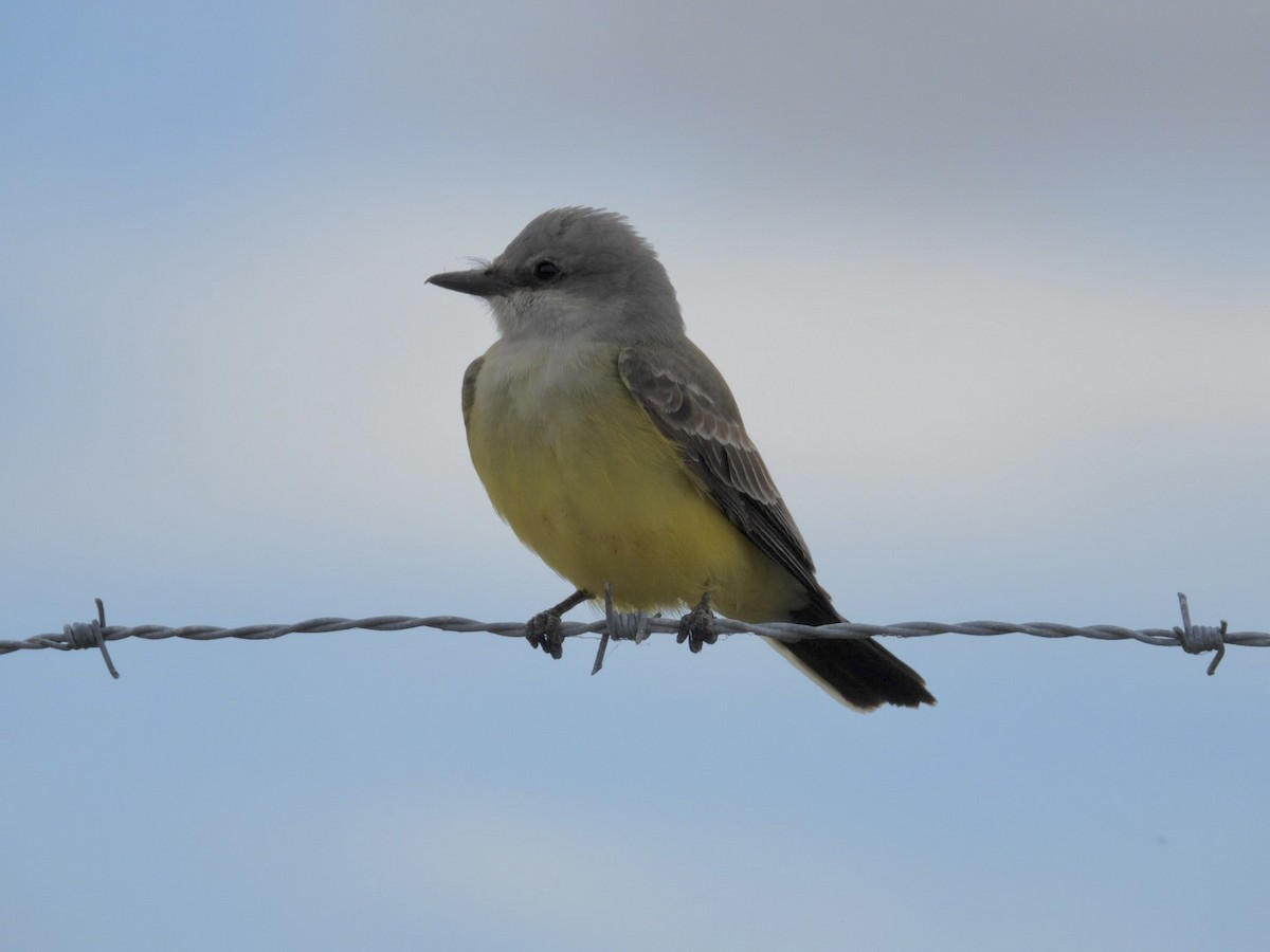 Western Kingbird - ML646058700