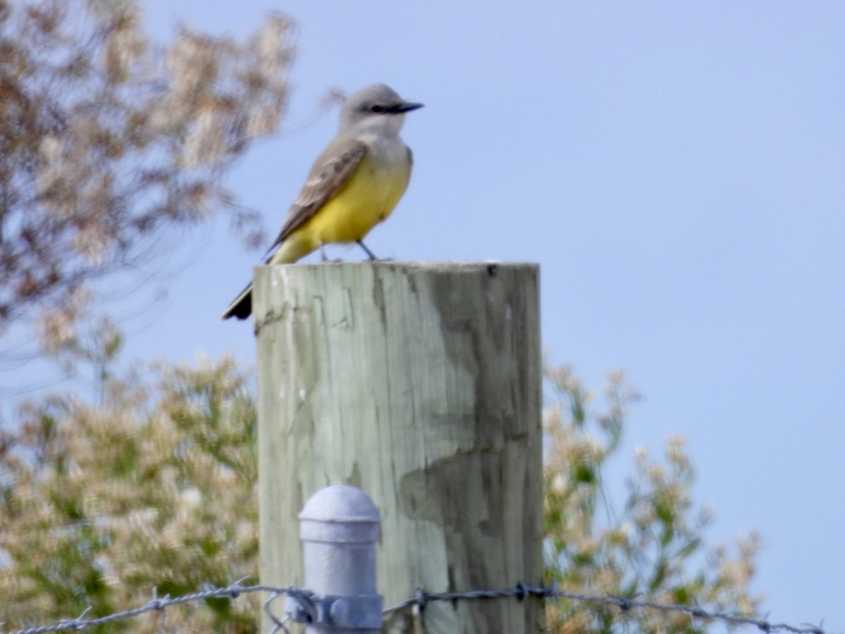 Western Kingbird - ML646058701