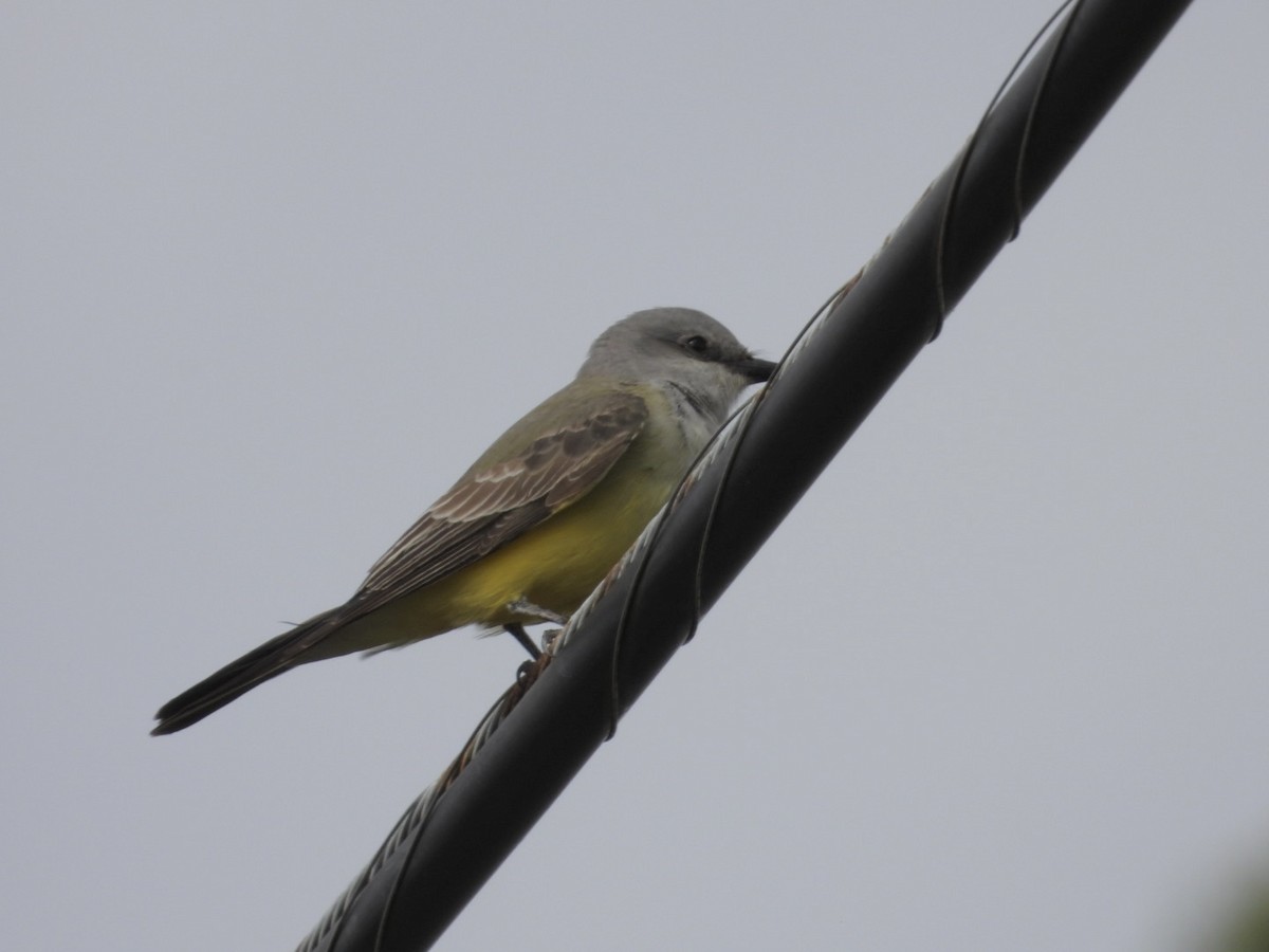 Western Kingbird - ML646058702