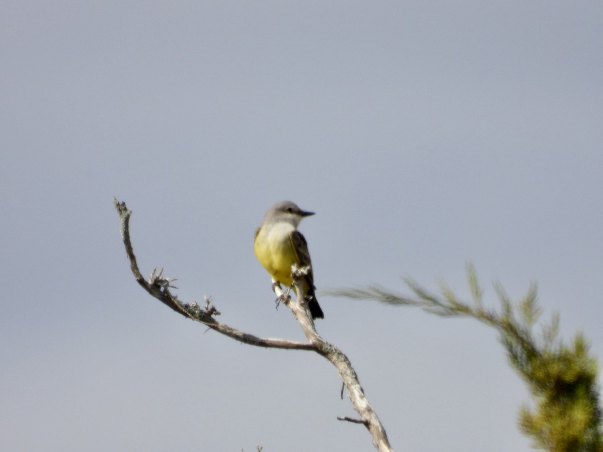 Western Kingbird - ML646058703