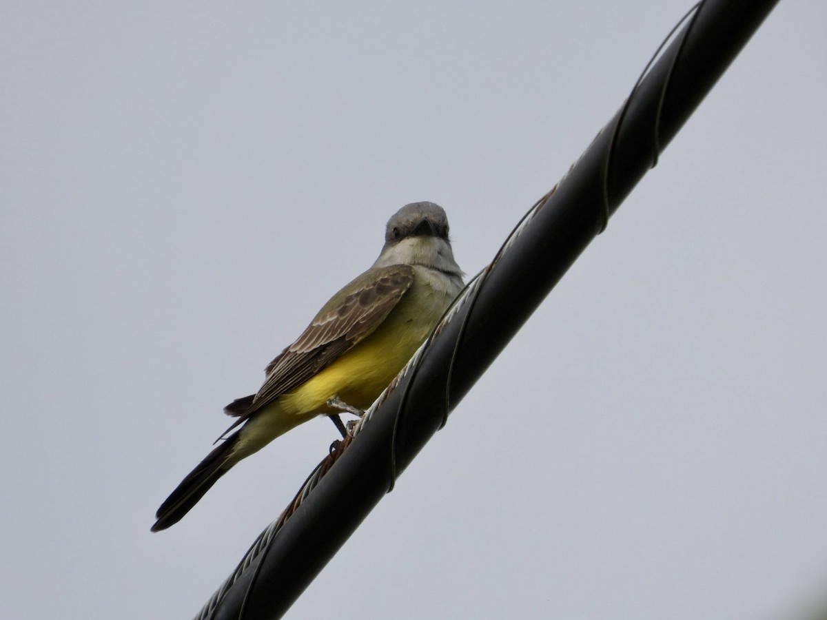 Western Kingbird - ML646058704
