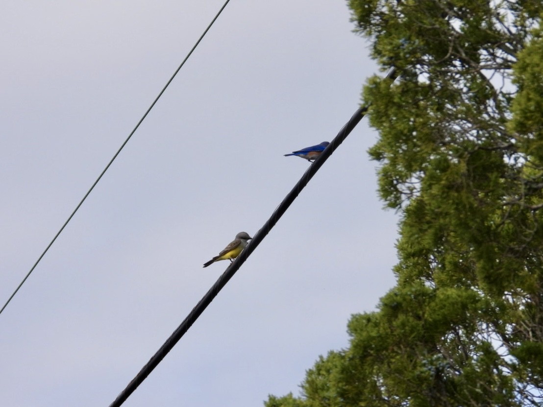 Western Kingbird - ML646058705